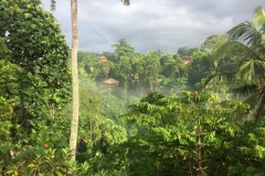 Dschungel Ubud
