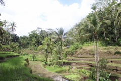 Reisfelder Ubud